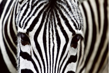 Fototapet - Zebra