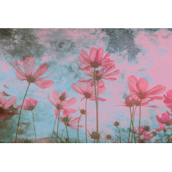 Fototapet - Pink Flower Abstract