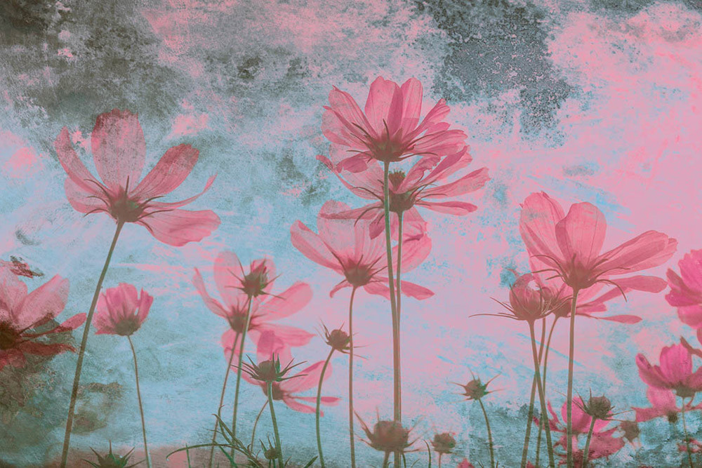 Fototapet - Pink Flower Abstract