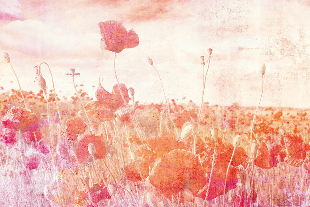 Fototapet - Poppies Abstract