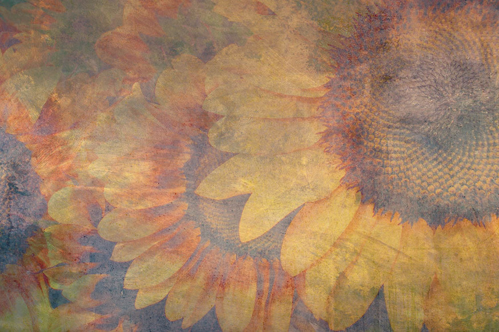 Fototapet - Sunflower Abstract