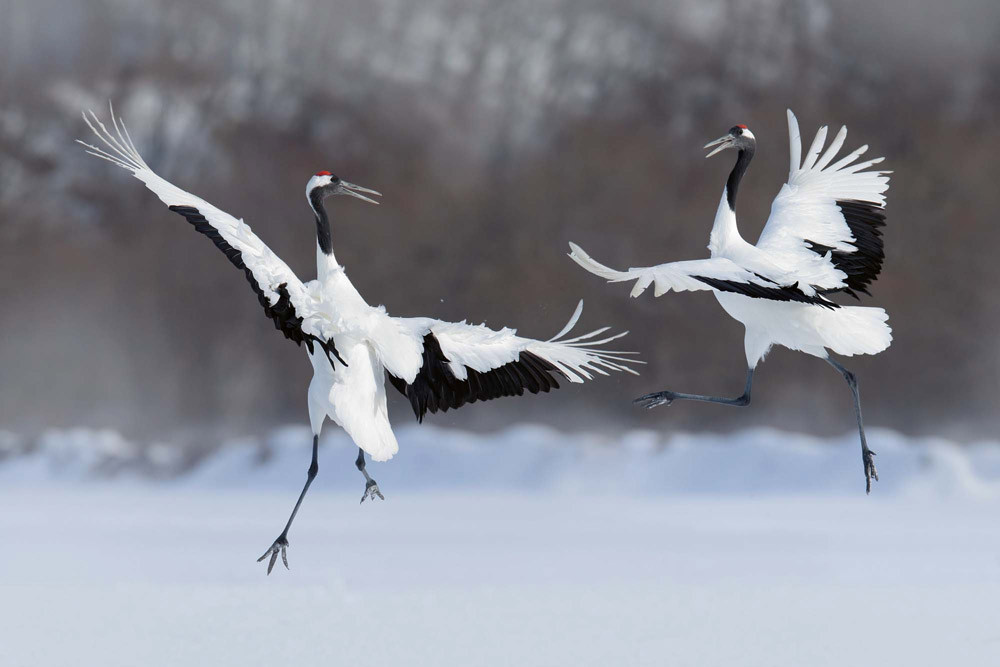 Fototapet - Dancing Pair Of Red-Crowned Crane