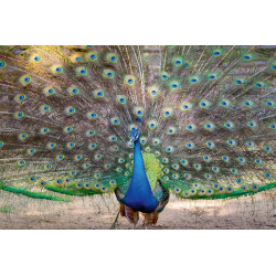 Fototapet - Peacock Showing Its Beautiful Feathers