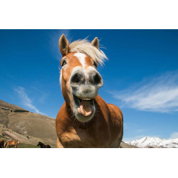Fototapet - Funny Shot Of Horse