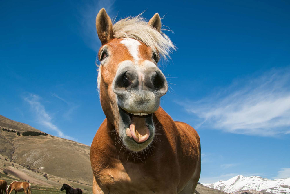 Fototapet - Funny Shot Of Horse