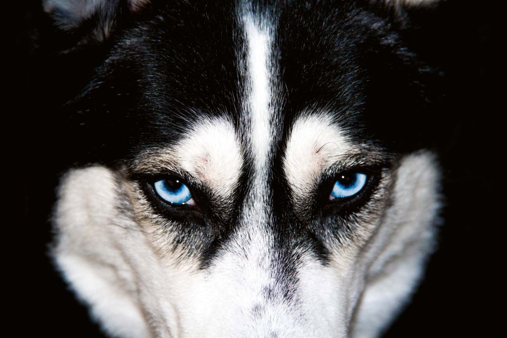 Fototapet - Blue Eyes Husky