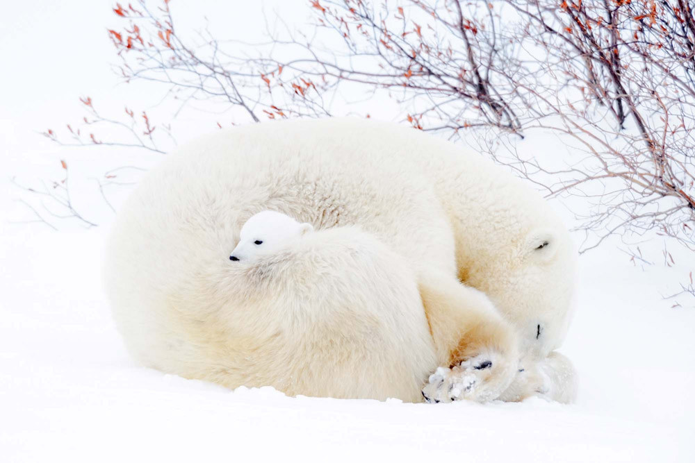 Fototapet - Polar Bears