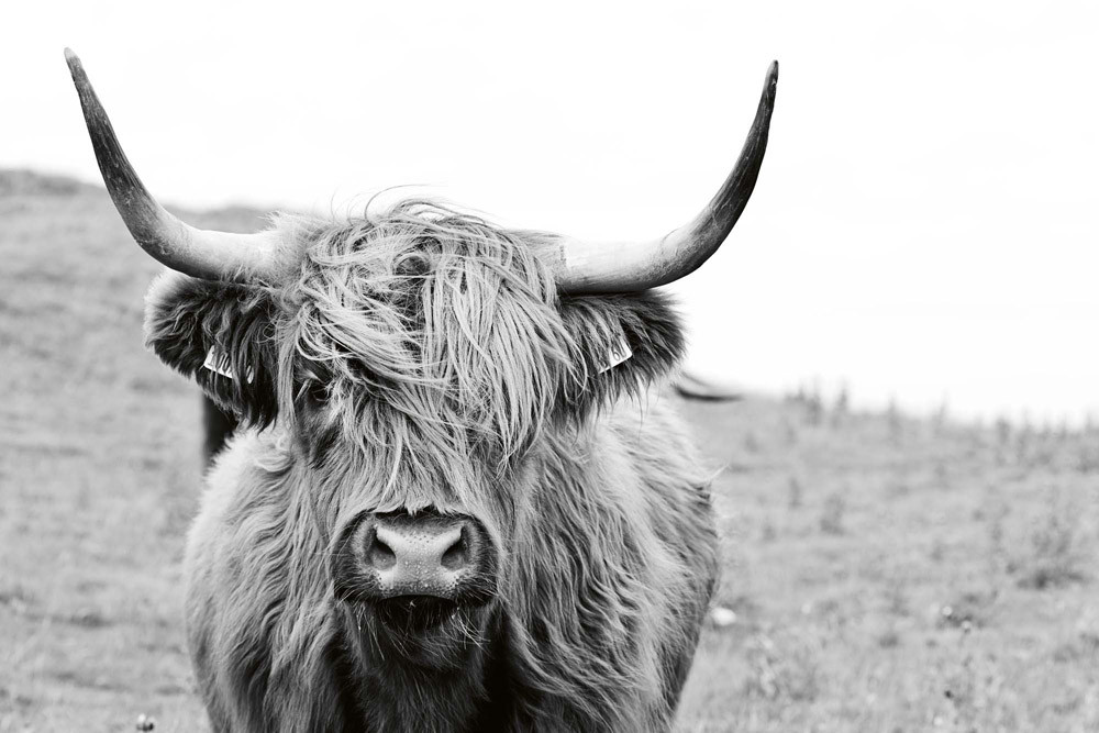 Fototapet - Scottish Cow