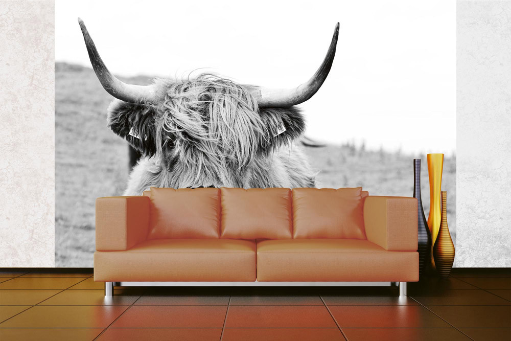 Fototapet - Scottish Cow - interiørbillede