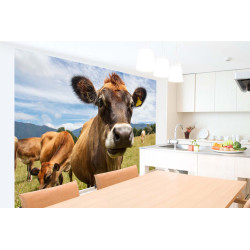 Fototapet - Chewing Cow Looking Surprisingly Straight- interiørbillede