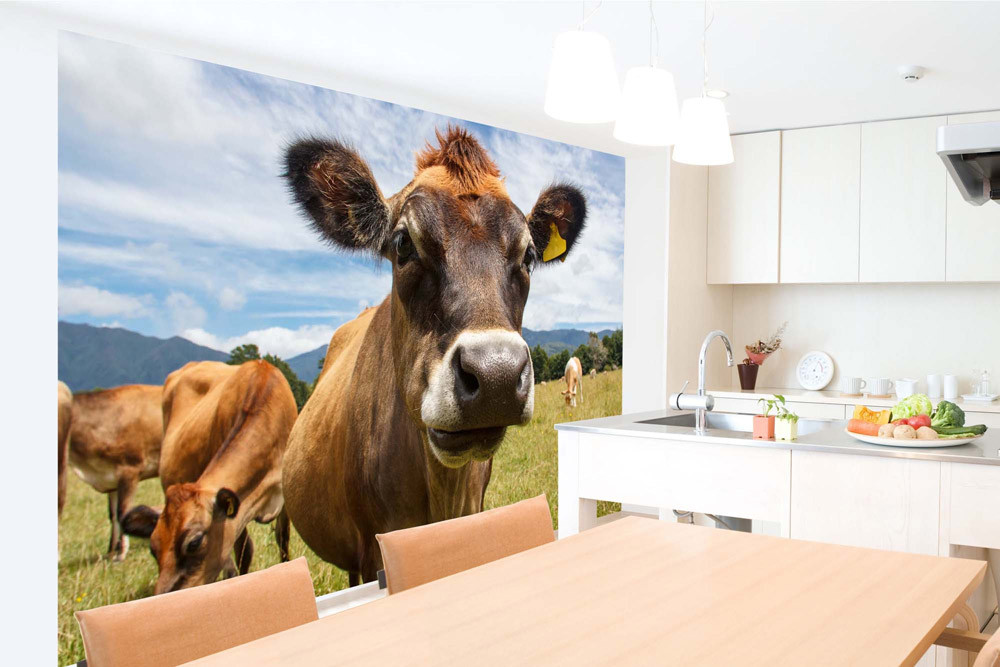 Fototapet - Chewing Cow Looking Surprisingly Straight- interiørbillede