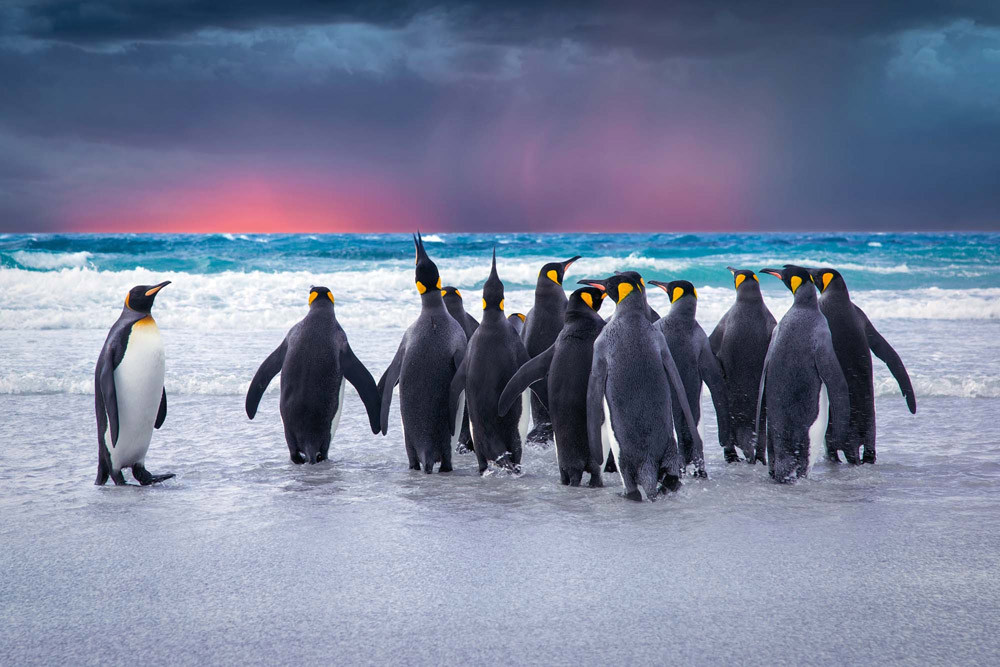 Fototapet - King Penguins In The Falkland