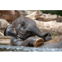 Fototapet - Young Indian Elephant