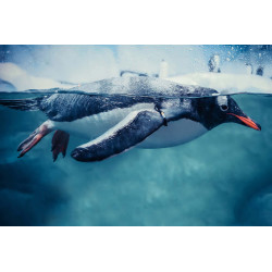 Fototapet - Gentoo Penguin Swimming Marine Life