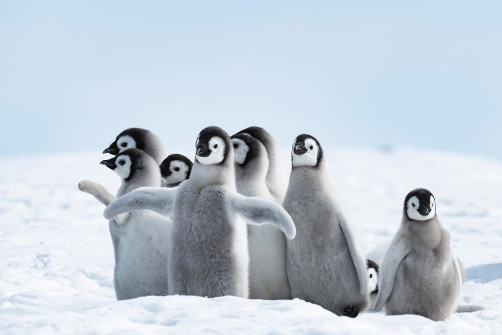 Fototapet - Emperor Penguins Chicks