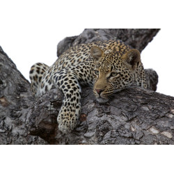 Fototapet - Leopard In Tree