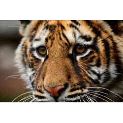 Fototapet - Beautiful Big Tiger