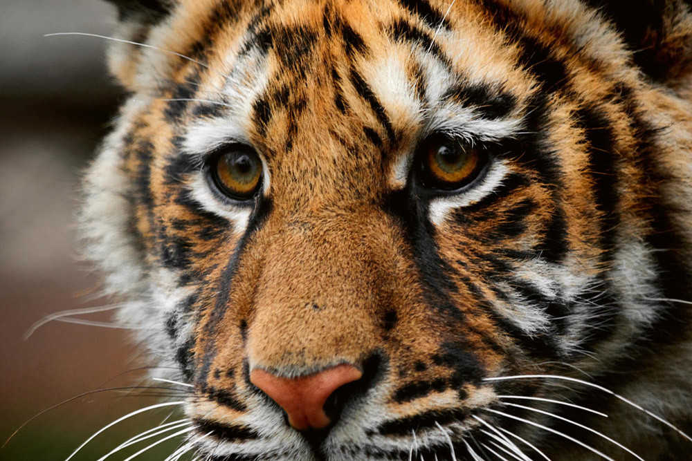 Fototapet - Beautiful Big Tiger