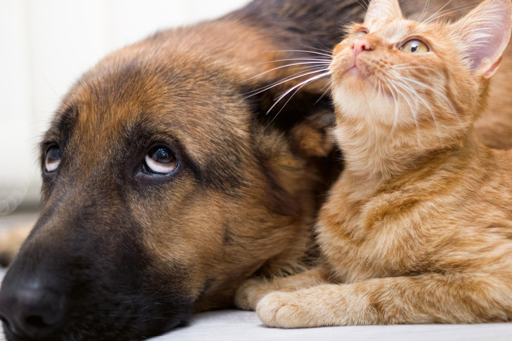Fototapet - Cat And Dog Together