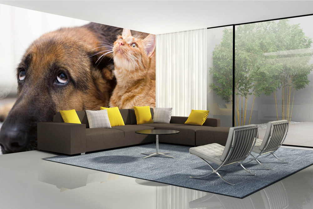 Fototapet - Cat And Dog Together- interiørbillede