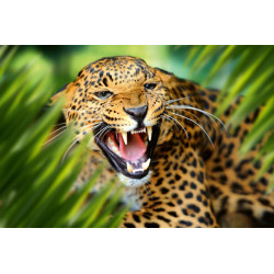 Fototapet - Leopard Portrait In Jungle