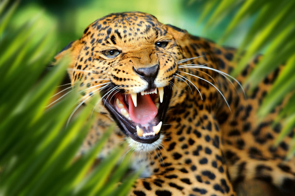 Fototapet - Leopard Portrait In Jungle