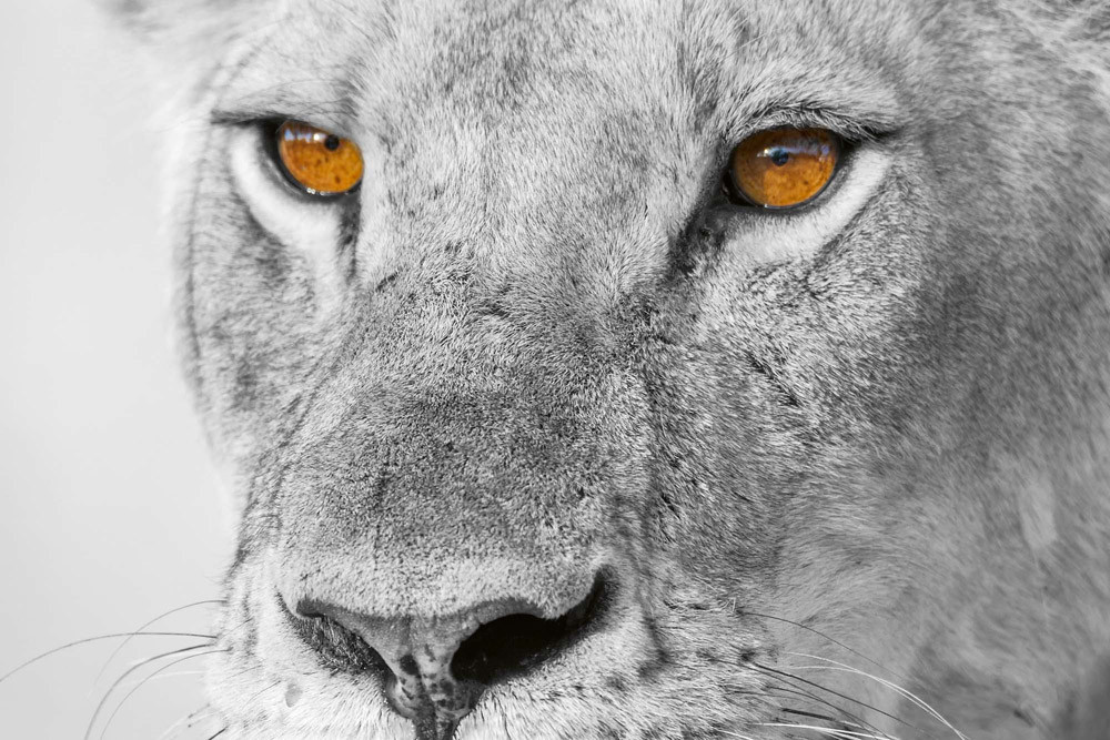 Fototapet - Panthera Leo