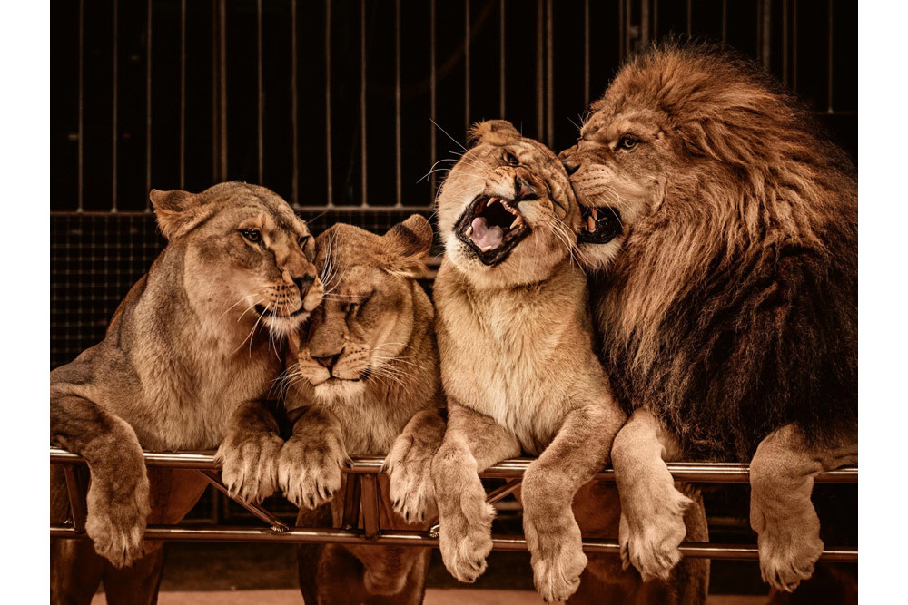 Fototapet - Lion And Three Lioness