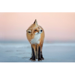 Fototapet - Fox Turns Its Head