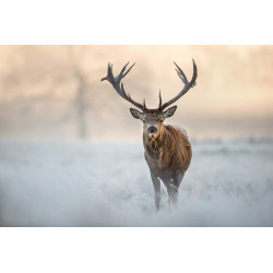 Fototapet - Red Deer Stag
