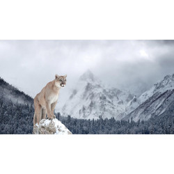 Fototapet - Portrait Of A Cougar