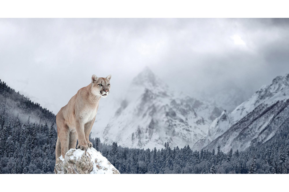 Fototapet - Portrait Of A Cougar