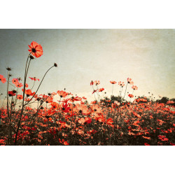 Fototapet - Retro Flowers