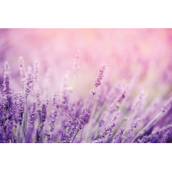Fototapet - Lavender