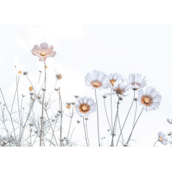 Fototapet - Soft Flowers