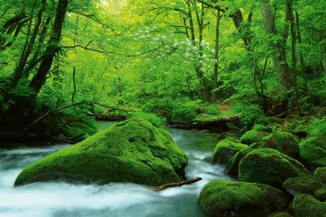 Fototapet - Stream In Japan