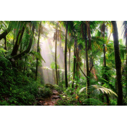 Fototapet - Beautiful Jungle Path