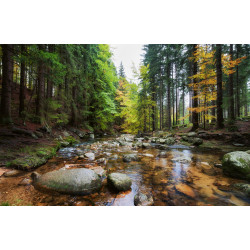 Fototapet - Forest Stream