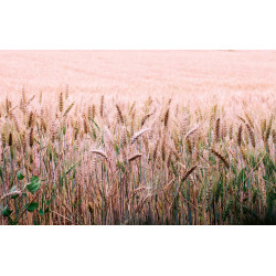 Fototapet - Wheat Field