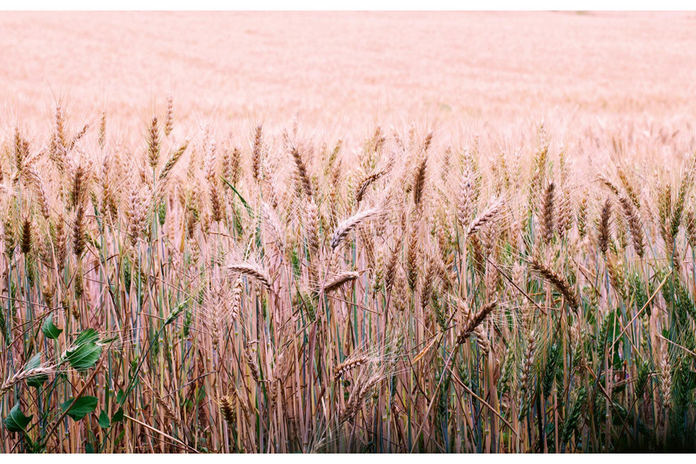 Fototapet - Wheat Field