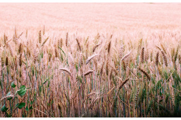 Fototapet - Wheat Field