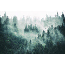 Fototapet - Foggy Forest