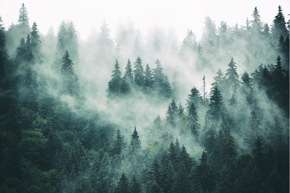 Fototapet - Foggy Forest