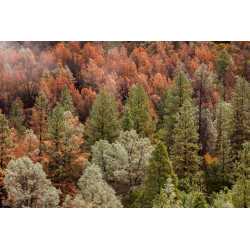 Fototapet - Beautiful Forest