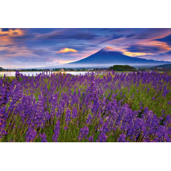 Fototapet - Fuji Mountain And Lavender