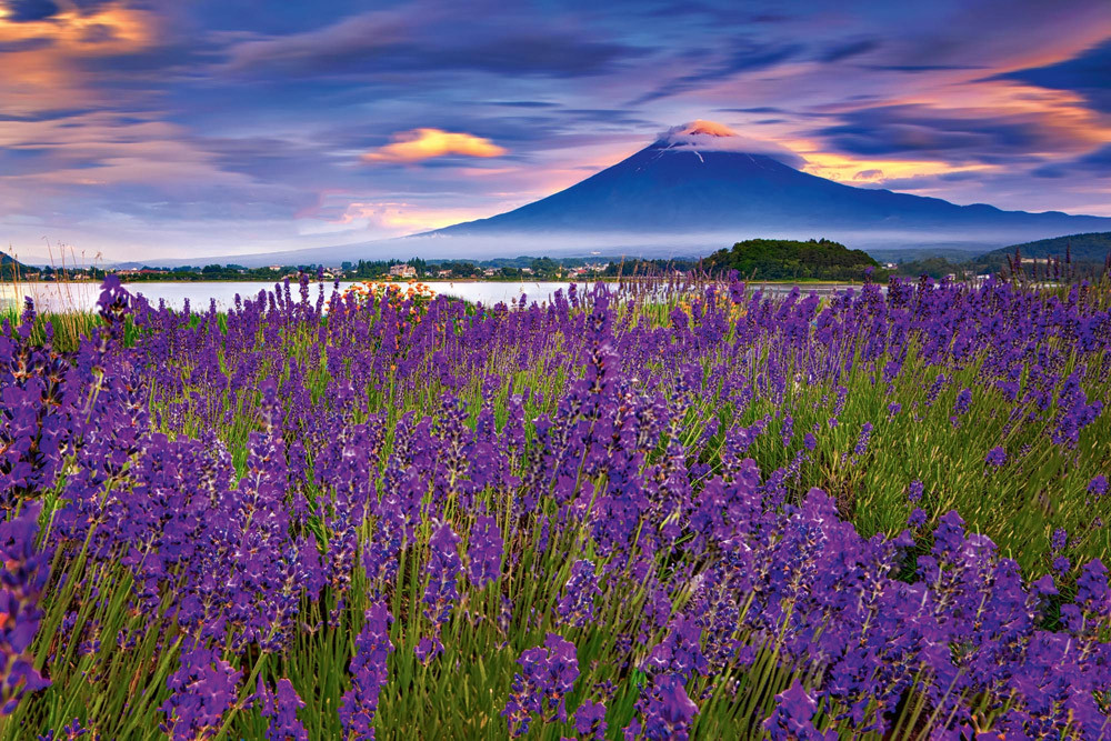 Fototapet - Fuji Mountain And Lavender
