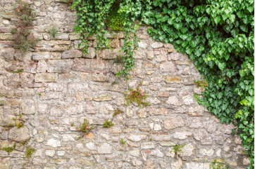 Fototapet - Stone Wall With Leaves
