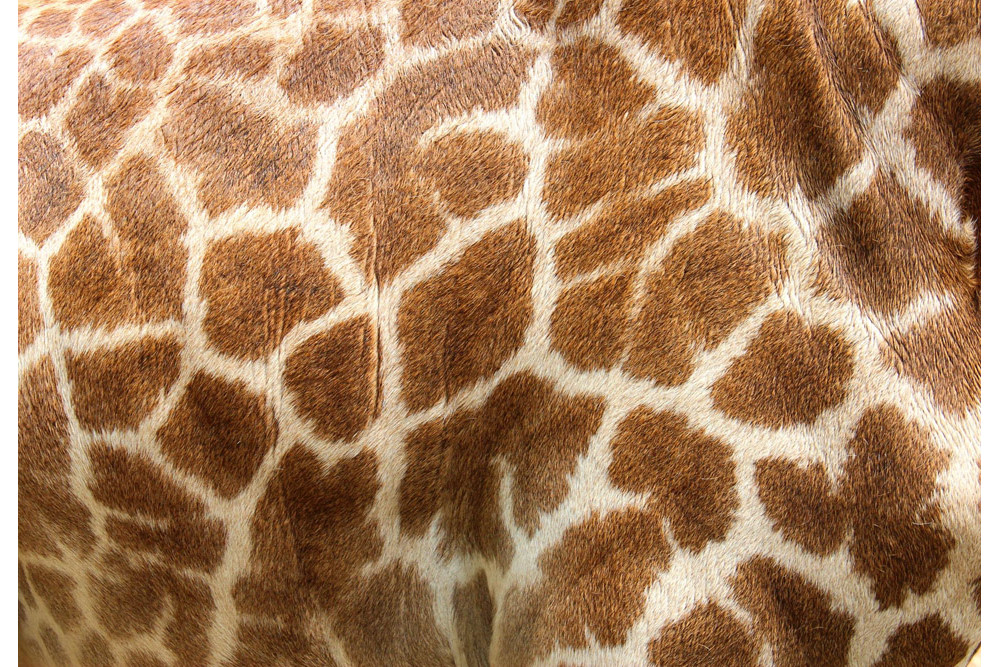 Fototapet - Genuine Leather Of Giraffe