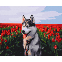 Mal efter tal - Husky in a tulip field - dyr