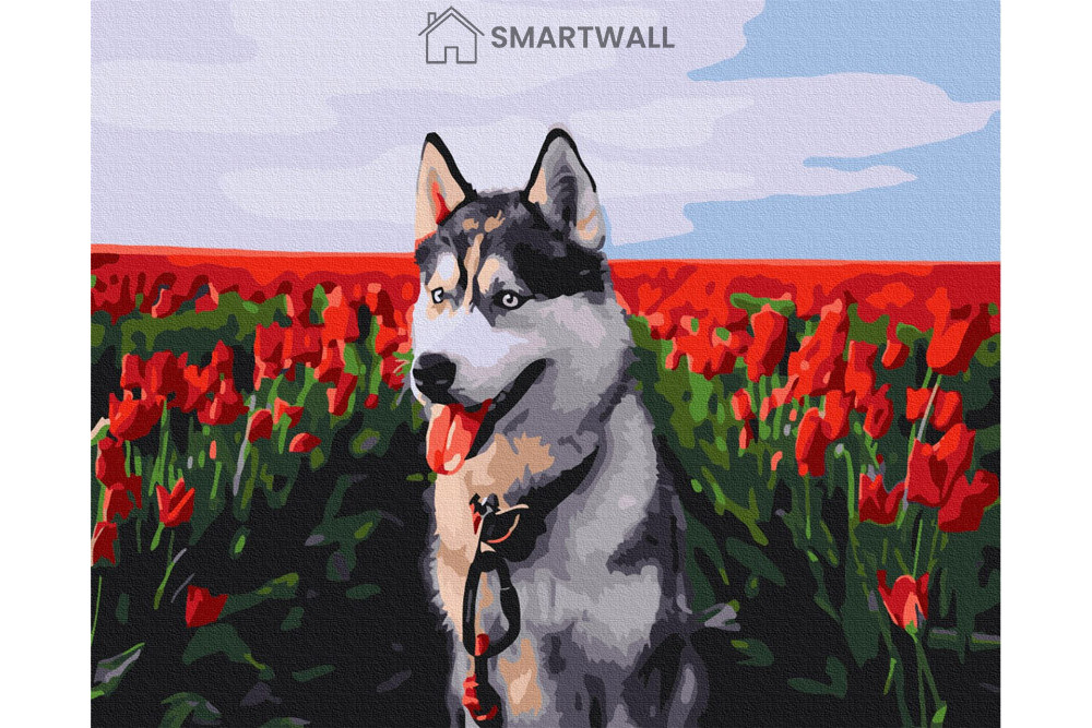 Mal efter tal - Husky in a tulip field - dyr